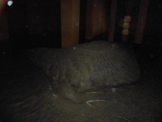 lorem ipsum dolor sit